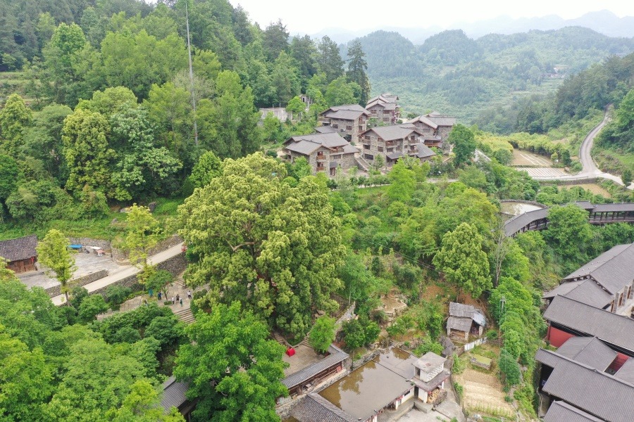 Centuries-old golden nanmu add color to Chongqing village