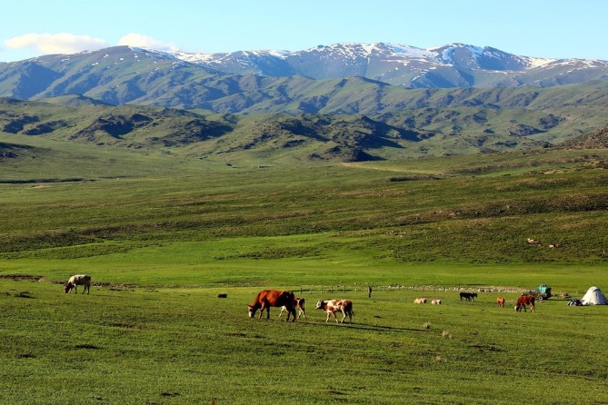 Xinjiang's pasture looks like a painting in early summer