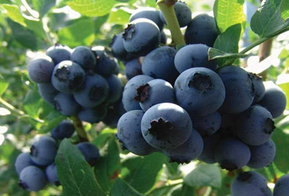 Qingdao ushers in blueberry season with annual festival