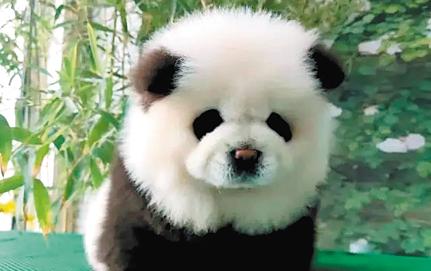 'Panda dogs' cause a stir at Taizhou zoo