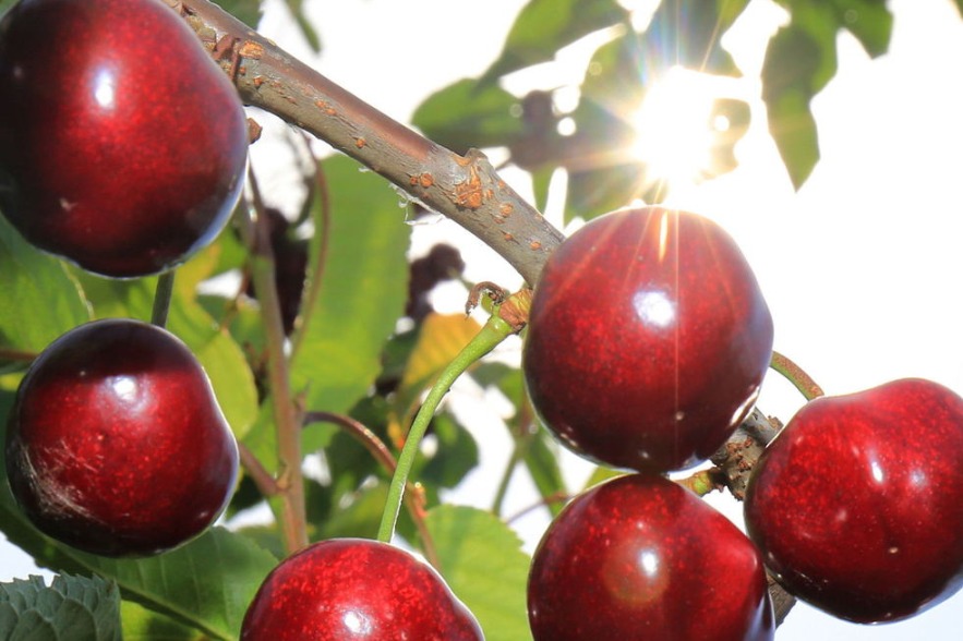'Precision management' provides cherry on top for Henan farmers