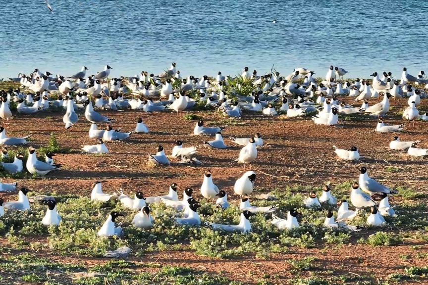 Relict gulls thrive at China's largest desert lake