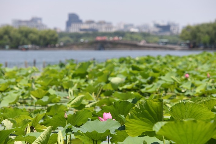 Early summer lotus flowers at West Lake