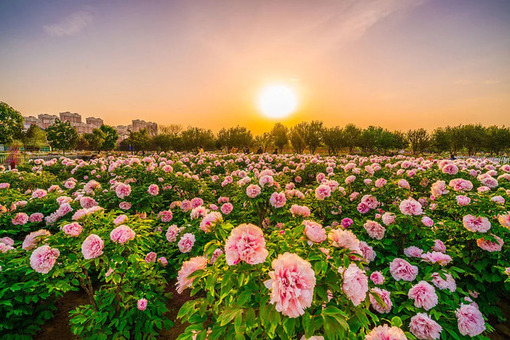A peony extravaganza in Heze