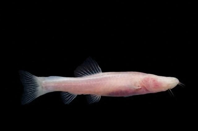 Blind cavefish species found in S China's underground stream