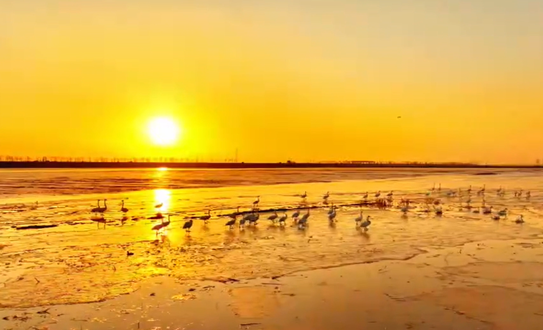 Video: Baotou section of Yellow River welcomes swans