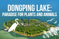 Dongping Lake: Paradise for plants and animals