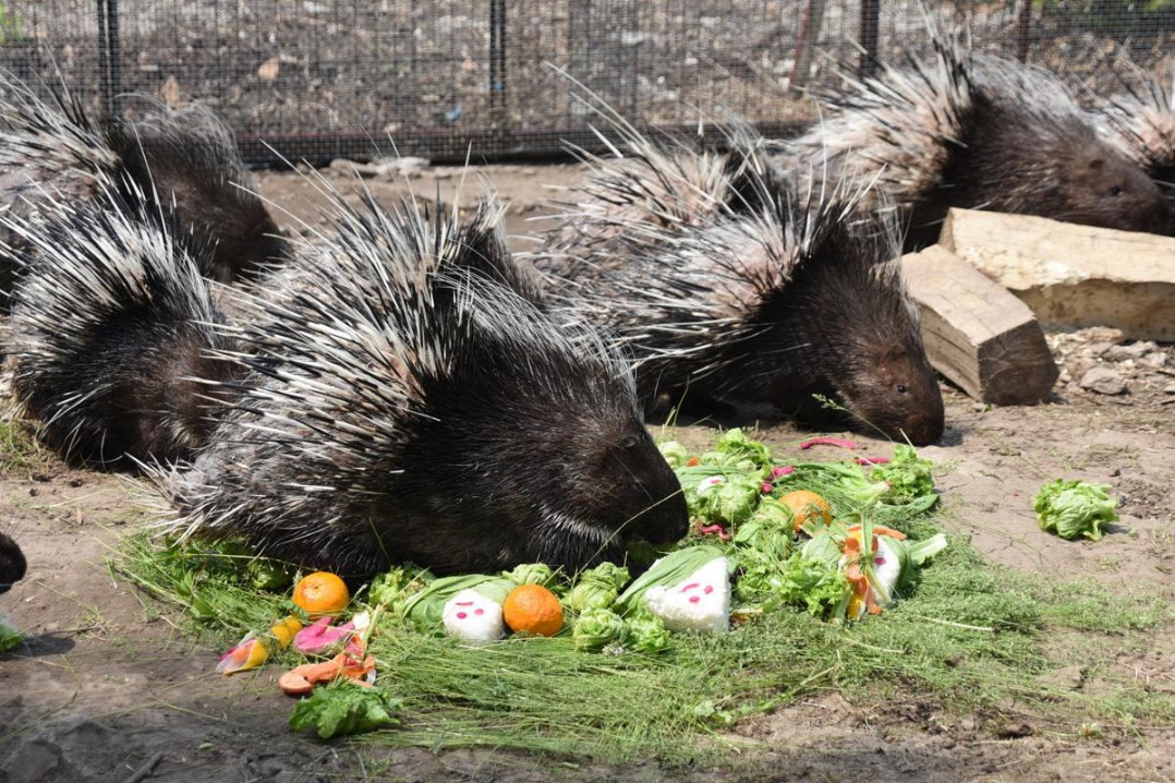 In Heilongjiang, zoo animals get custom feast