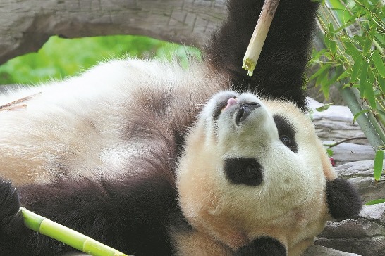 Giant panda Fu Bao's debut in Sichuan draws media, students