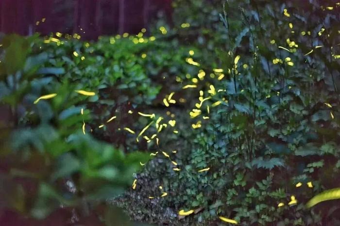 Firefly frenzy in Sichuan's Tiantai Mountain Scenic Area
