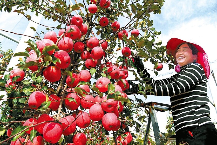 Yan'an apples' popularity literally out of this world