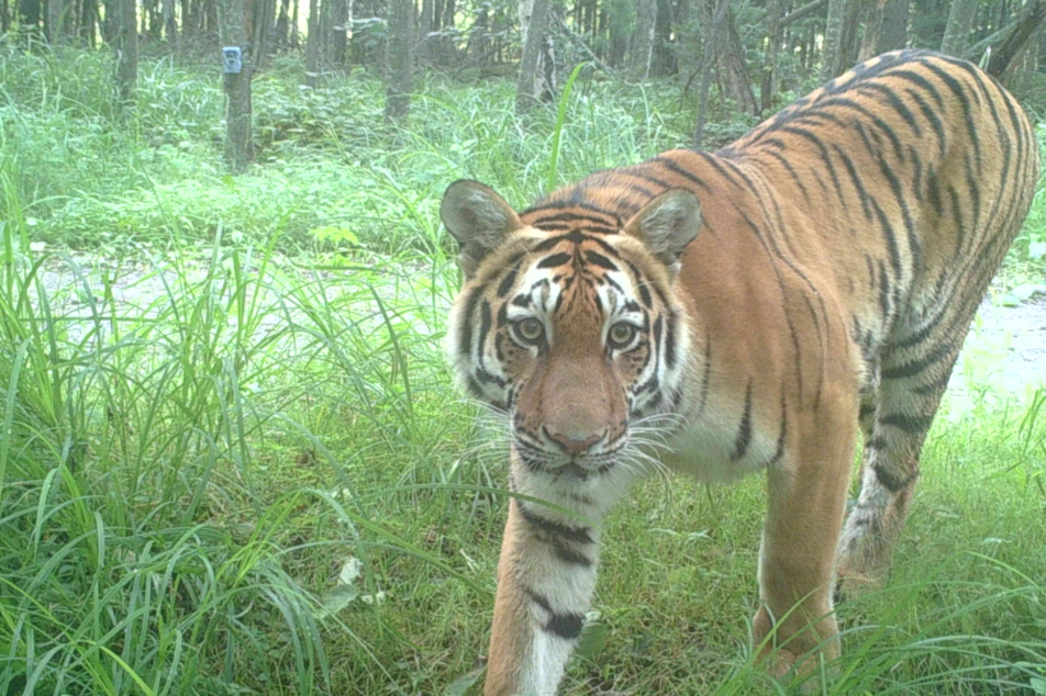 Northeast China home to more rare tigers, leopards