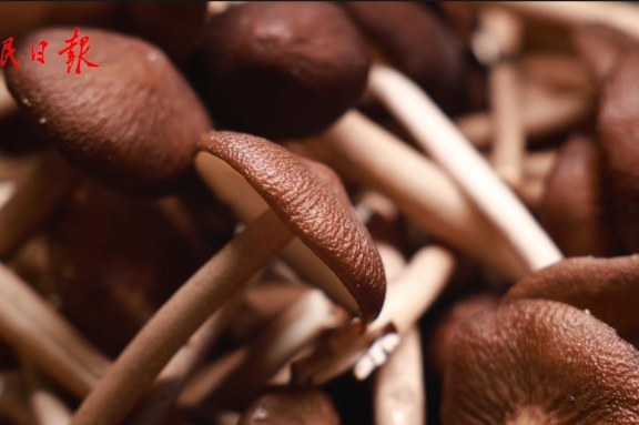 Qingyuan mushrooms: Cultural fusion in forest-mushroom co-culture system