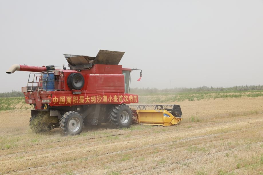 China's largest pure-desert wheat field combats desertification