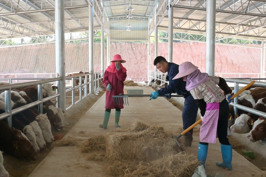Cattle industry a bull market for Jiangxi county
