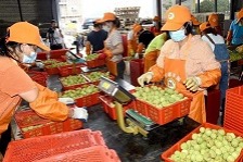 Maoming boosts litchi, longan industry with advanced marketing, training
