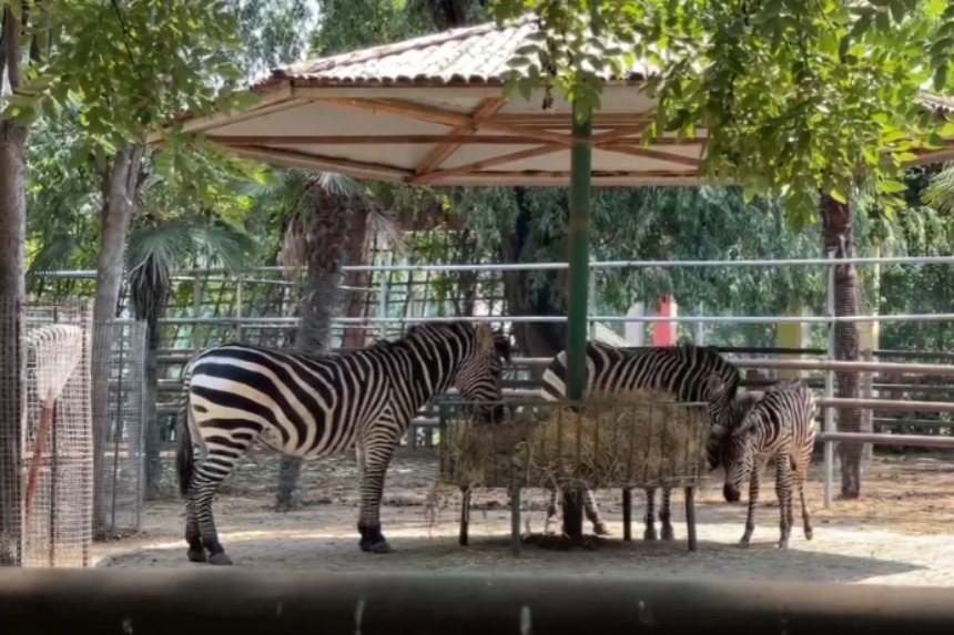 Henan zoo keeps animals cool amid heatwave