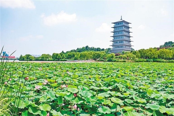 Blooming beauty: Xi'an's scenic spots welcome lotus flowers