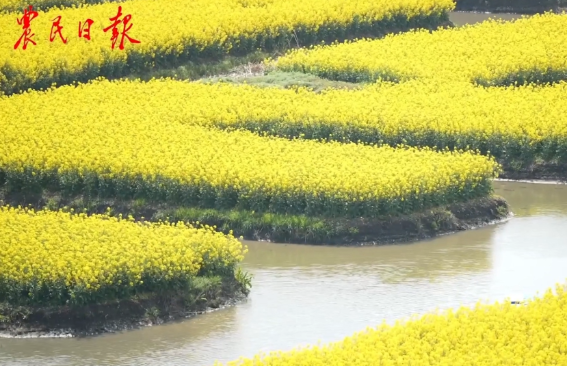 Xinghua duotian: A harmonious chapter of coexistence between people and water