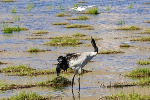 Baby cranes break out in Xizang's wildlife haven