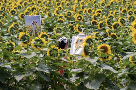 Sunflower splendor bursts in Yangzhou