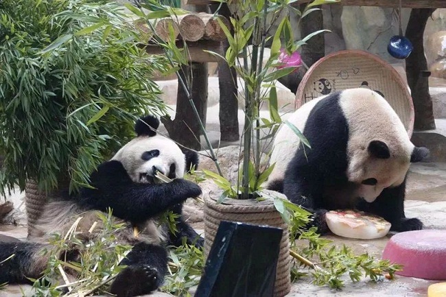 Visit Nantong Forest Safari Park for giant pandas