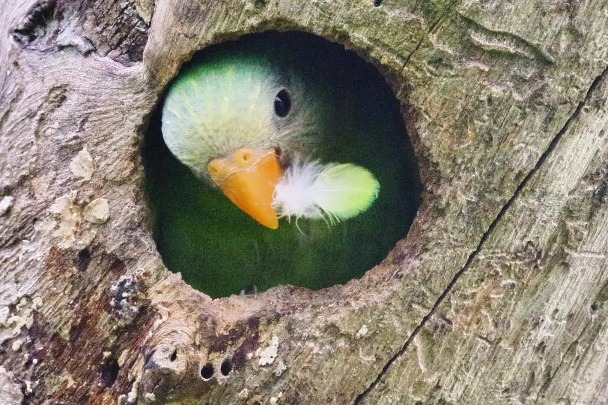Breeding process of blossom-headed parakeets captured on camera in China