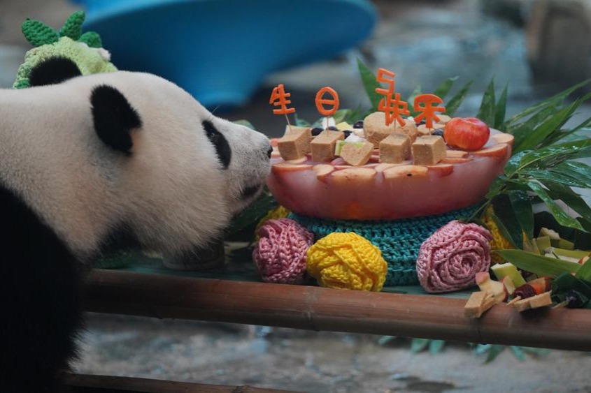 Hubei panda celebrates birthday like a Wuhan local