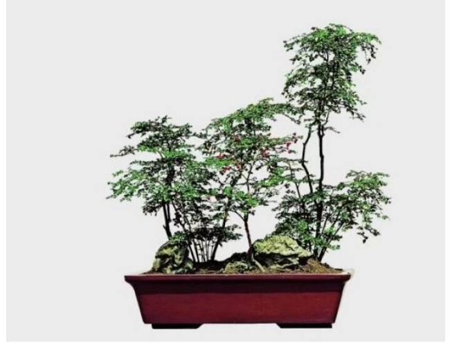 How are Nantong-style bonsai trees sparkling again?