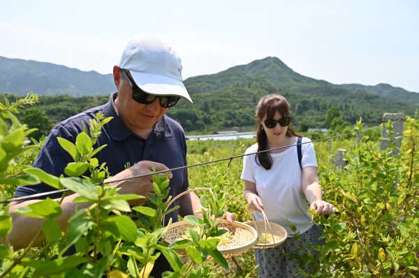 From honeysuckle to health: Expats experience TCM's rich traditions