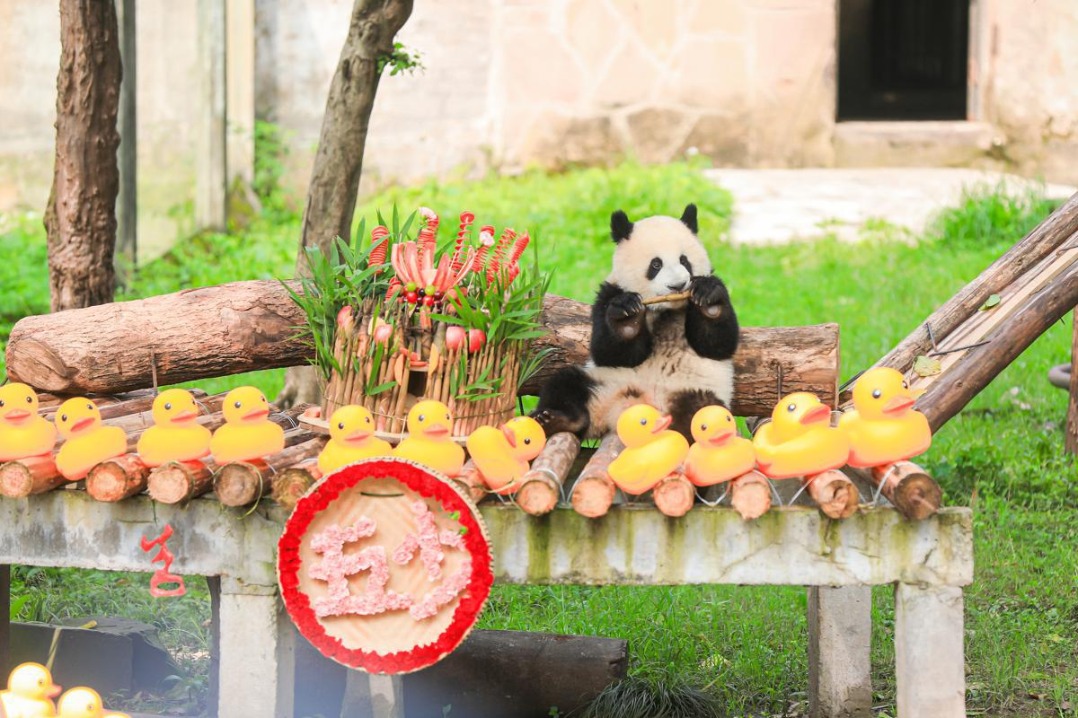 Chongqing panda celebrates one-year birthday