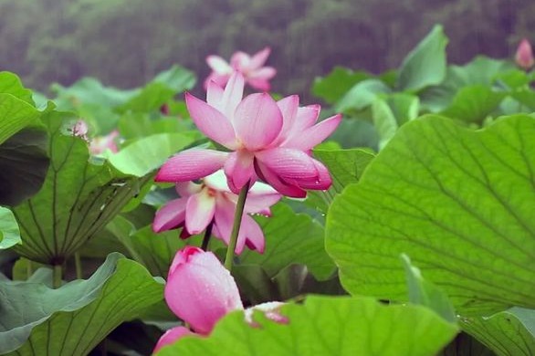 Lotuses bloom across Changshu