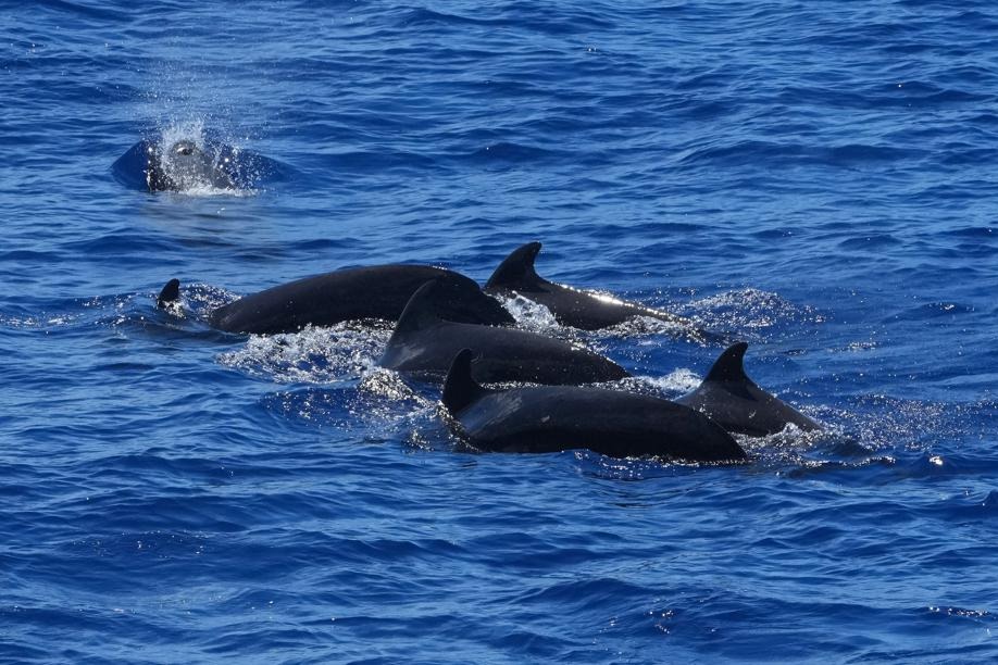 Stranded short-finned pilot whale returns to habitat in Sanya