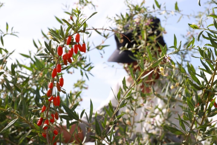 Industrial goji berry output value hits $4 bln in China's Ningxia