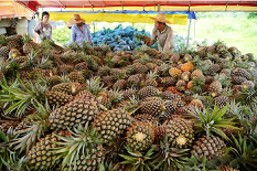Pineapple boosts incomes for farmers in Dianbai, Maoming