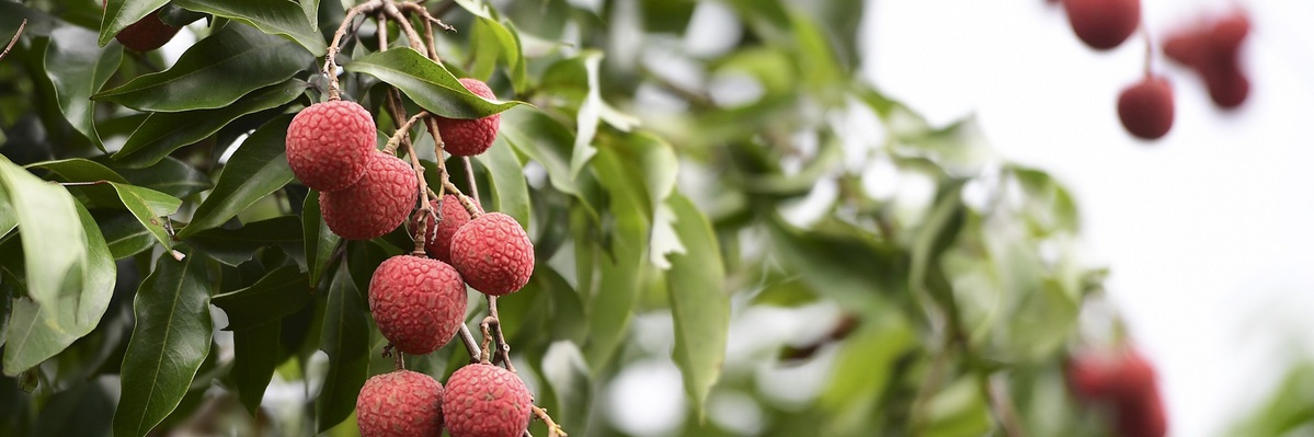 Maoming boosts litchi, longan industry with advanced marketing, training