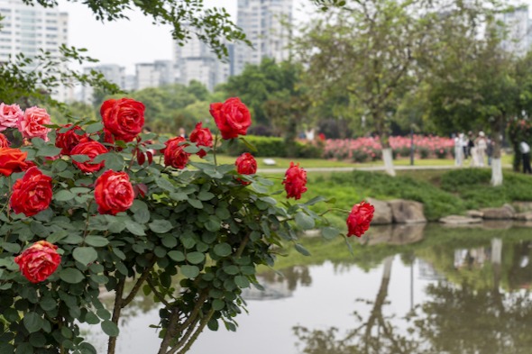 Wenzhou Yangfushan rose garden transformed into wonderland