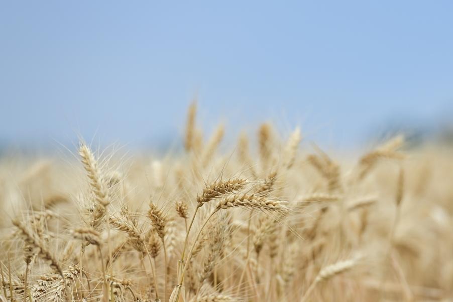 Xinjiang sets wheat yield records in China