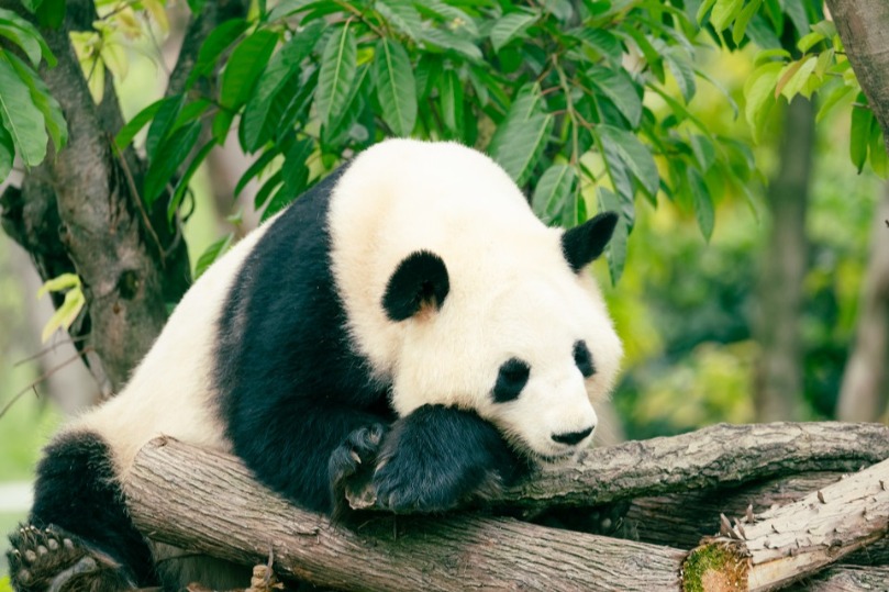 Nation's first panda college to open doors in Sichuan