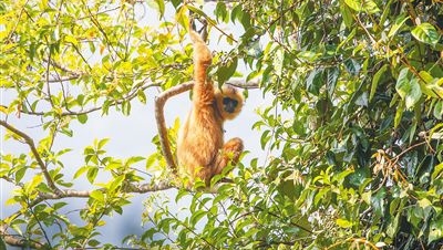 Technology gives ecological protection an edge in Hainan Tropical Rainforest National Park