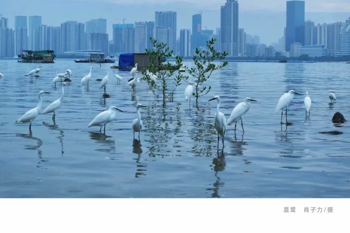 Zhanjiang: An ideal habitat for egrets