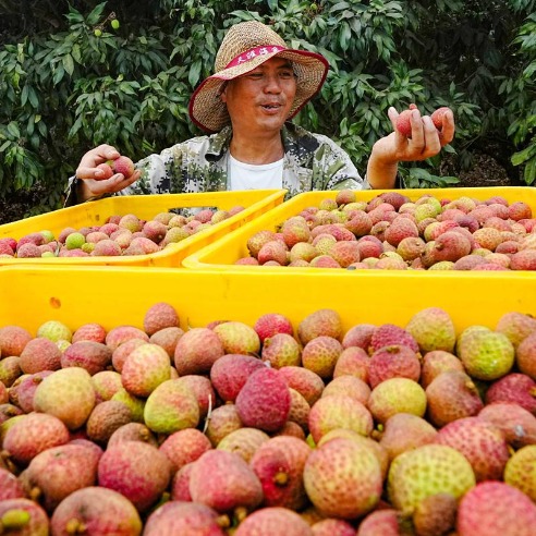 Hainan litchis get ready for harvest season