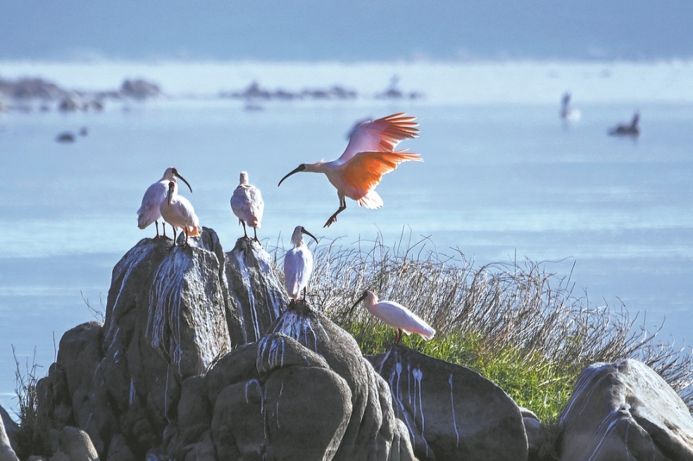Shaanxi to build national research center for crested ibis