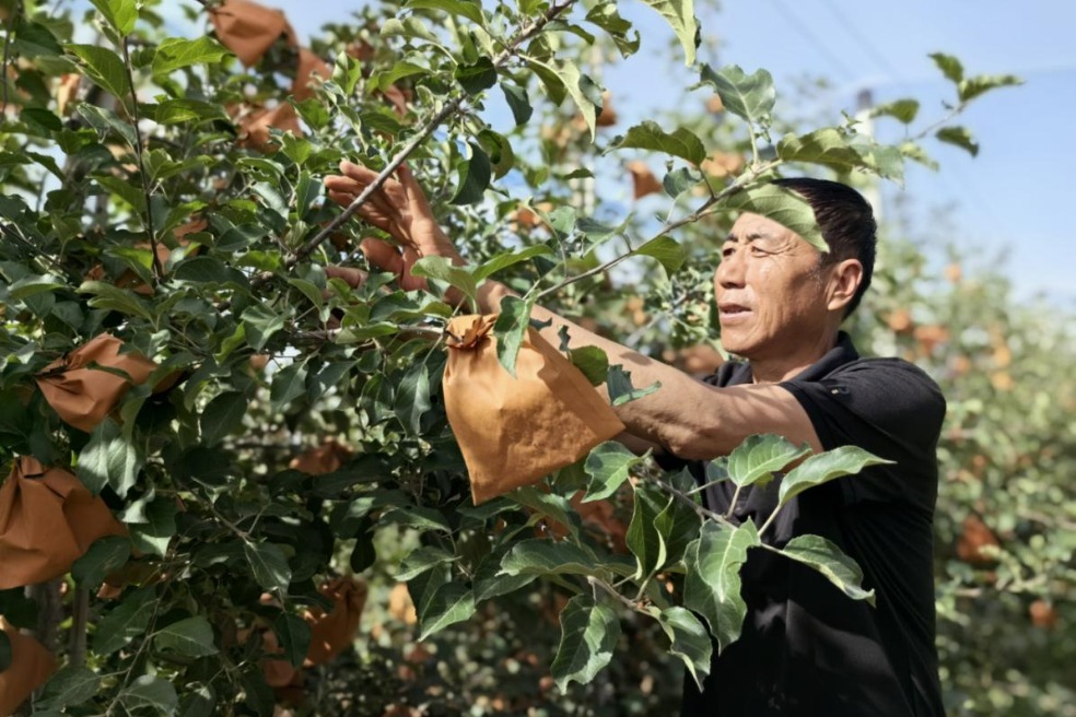 China's apple capital revolutionizes cultivation with tech