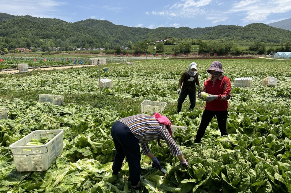 Vegetable farming brings riches to Shaanxi village