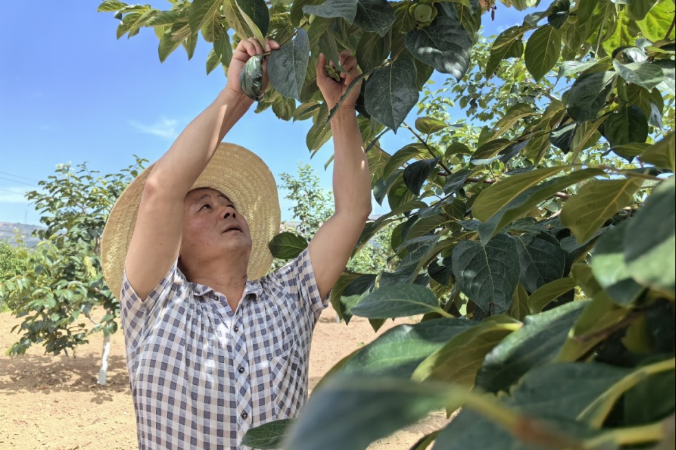 Fuping's sweet success: Persimmon industry drives rural prosperity in Shaanxi province