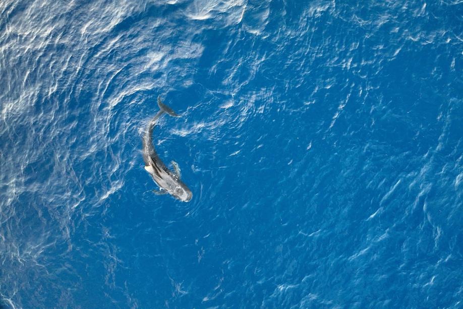 Short-finned pilot whale released back into wild