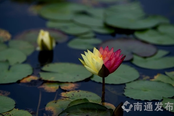 Zhouji Green Expo Park