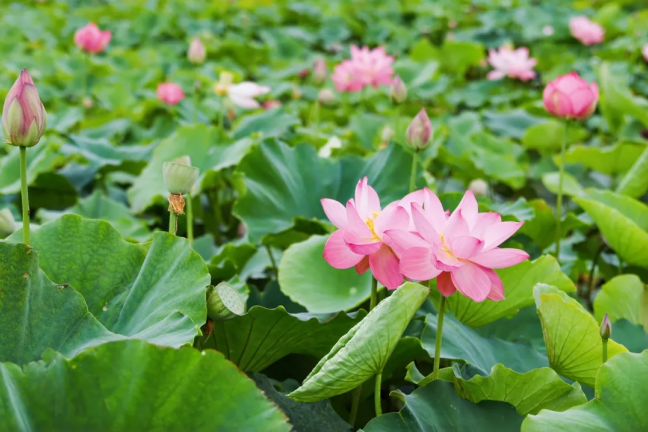 Lotus blossoms adorn Yunnan community during annual festival