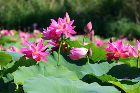 Embrace the beauty of blooming lotus flowers in Juungar